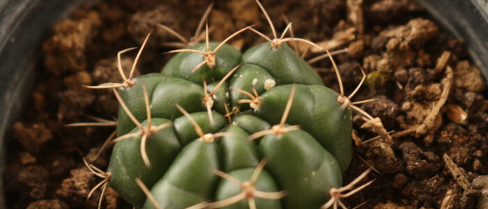 cactus - vida lotus botanical garden (2)