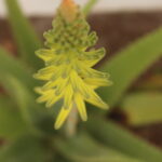 Vida Lotus Aloe Vera
